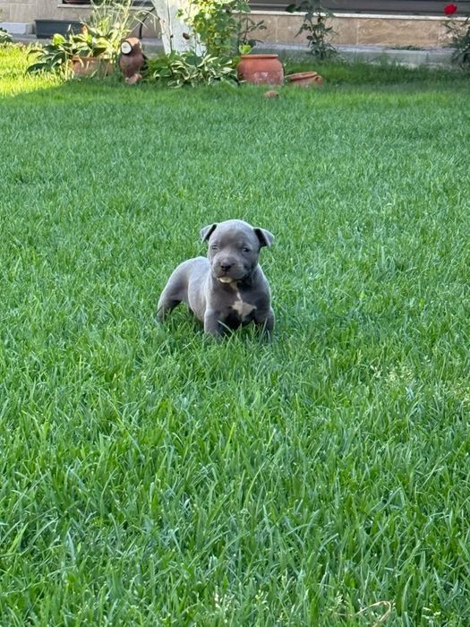 Продават се pitbull/bully