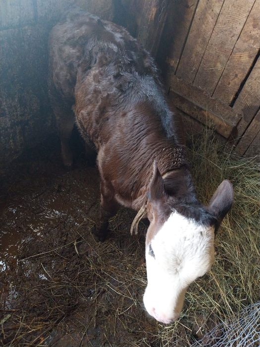 Vând vaca cu vitel  2 luni
