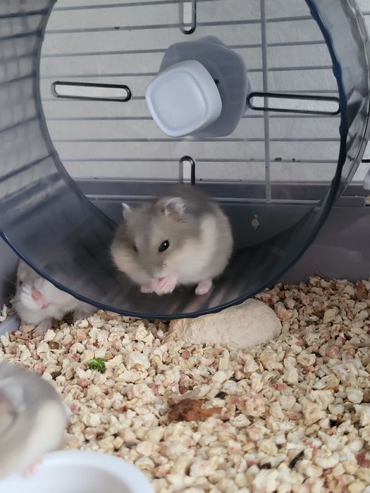 Джунгарские хомячки