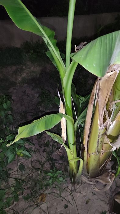 Банан кучатлари кичик урта ва катта холатдагиси