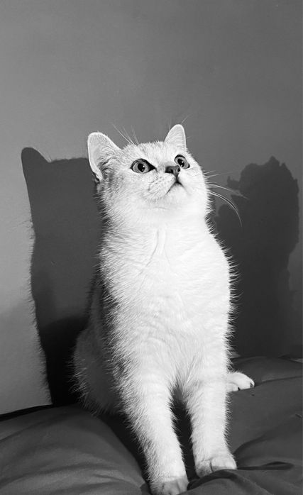 Котенок Шин Шиллы