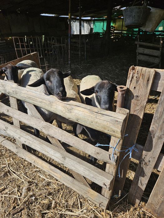 Berbeci suffolk miori