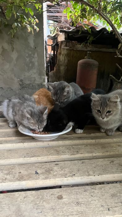 Отдам котят в добрые руки