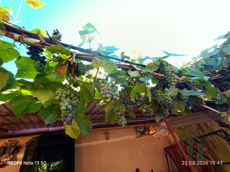 Vând struguri pentru vin sau țuica