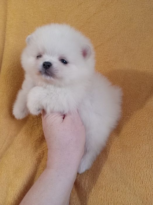 Продам щенка шпица