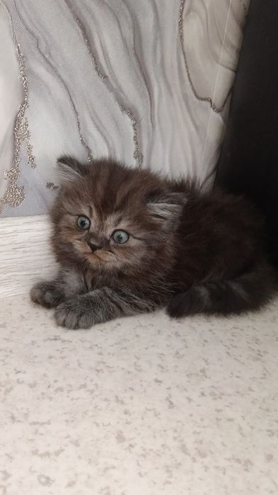 Кошечка Чистокровная британка ищет себе семью !