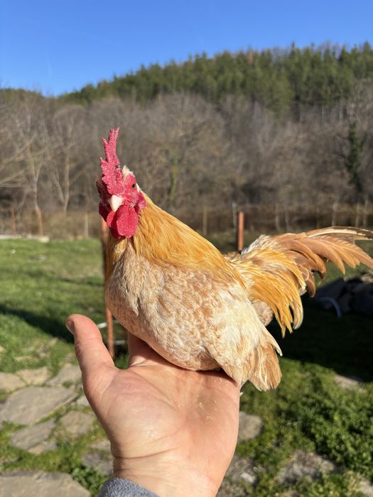 Петле Европейска Серама