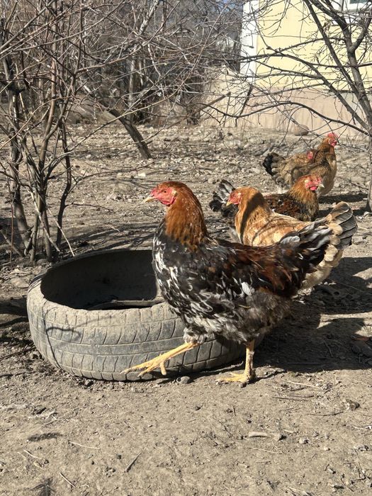 Молодые петушки Жас қораздар