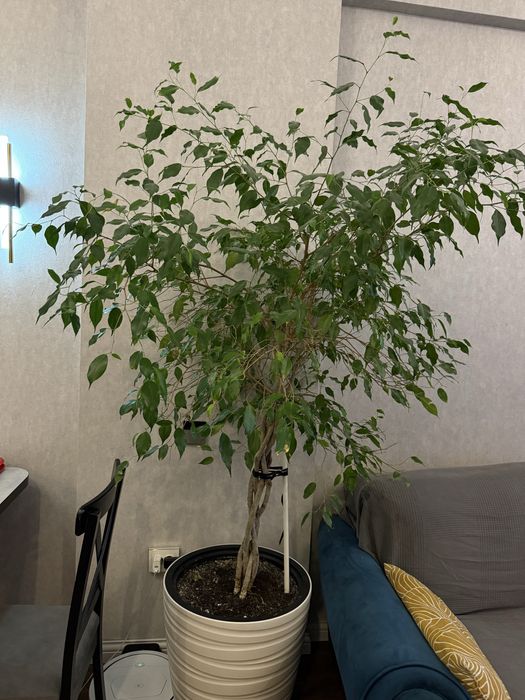 Домашнее дерево.