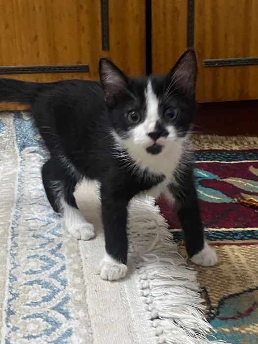 Животное, котята