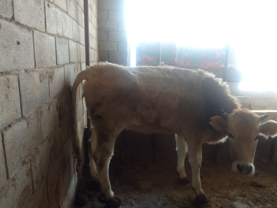 Бордақыланған сиырлар