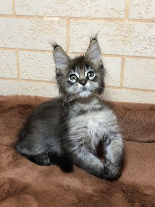 Продаются ! Мейн-Куны!