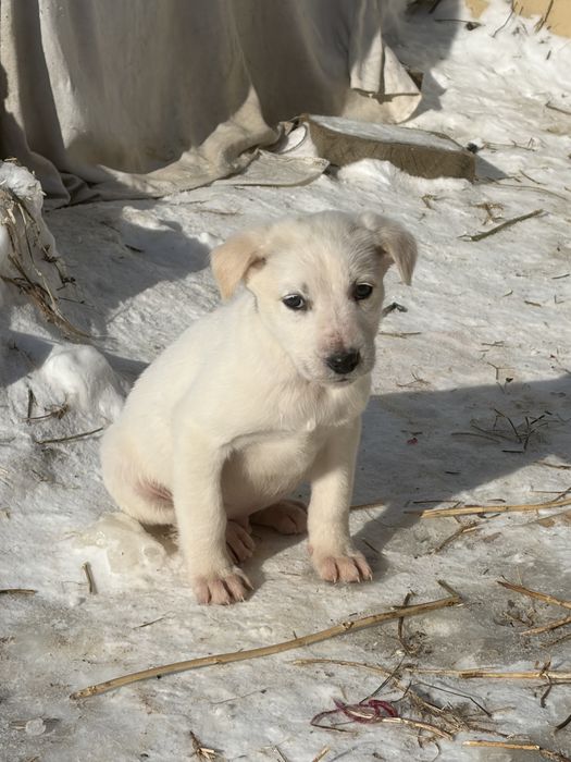 Щенки в добрые руки
