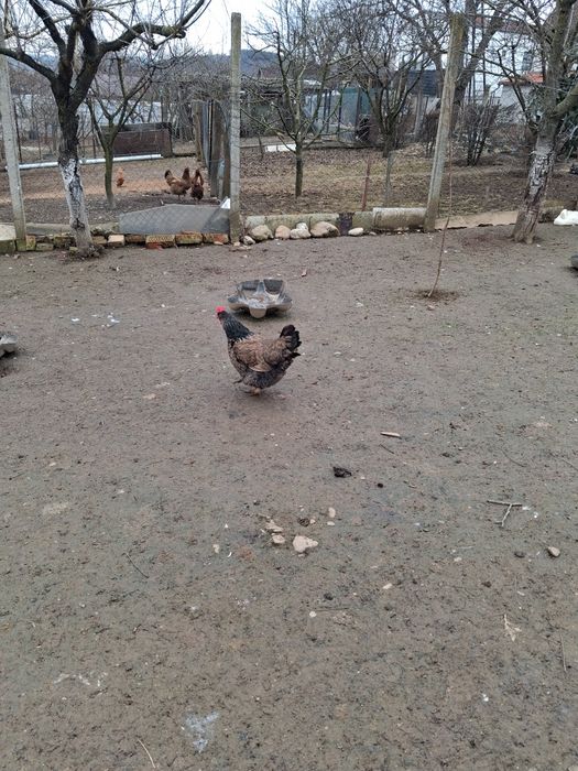 Vând găină pentru ciorbă