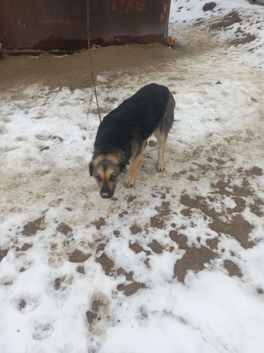 Домашние животные