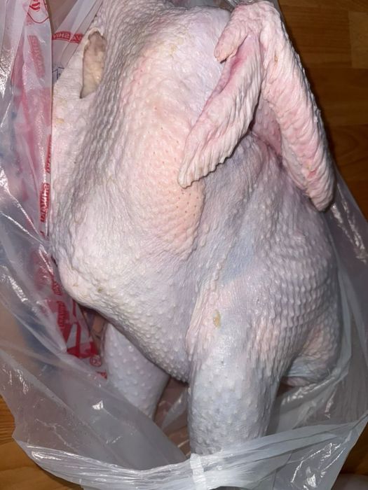 Домашние Индюки