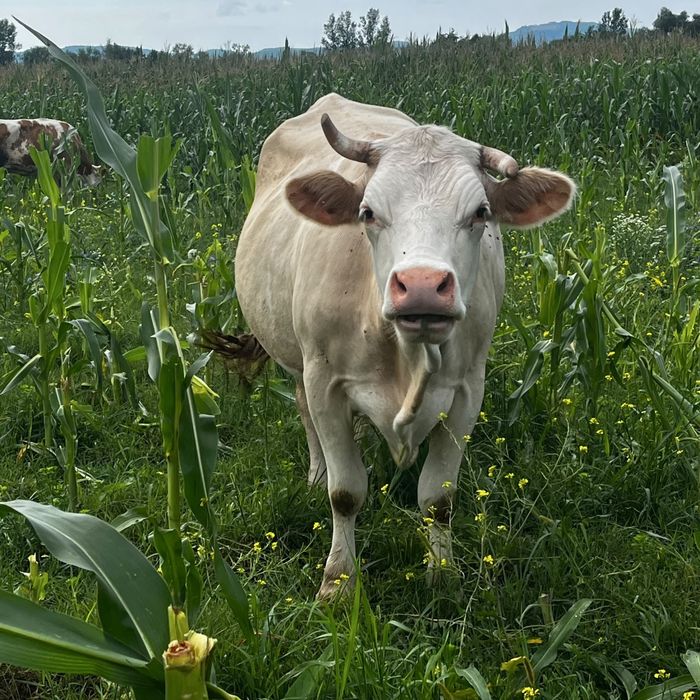 Vaca de vanzare