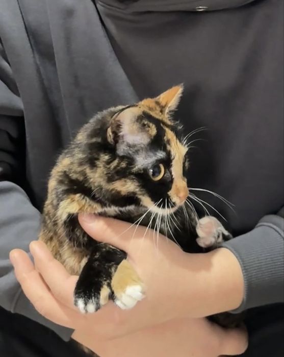 Отлам кошку в добрые руки