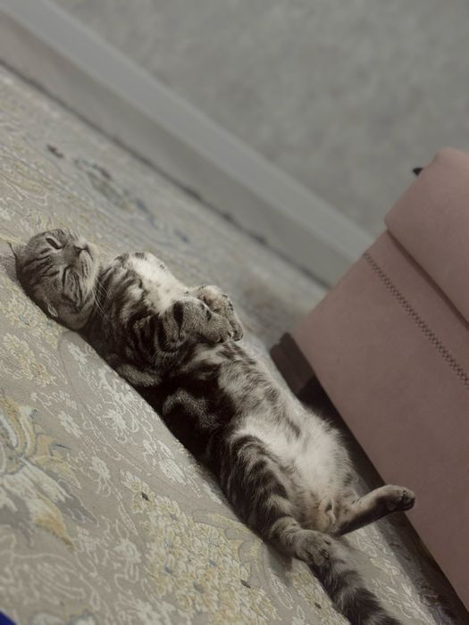 Продам шотландского кота