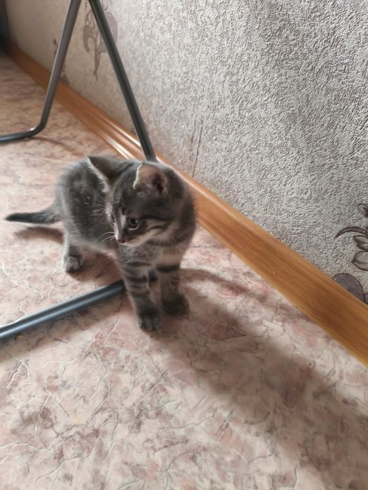 Котята милашки...