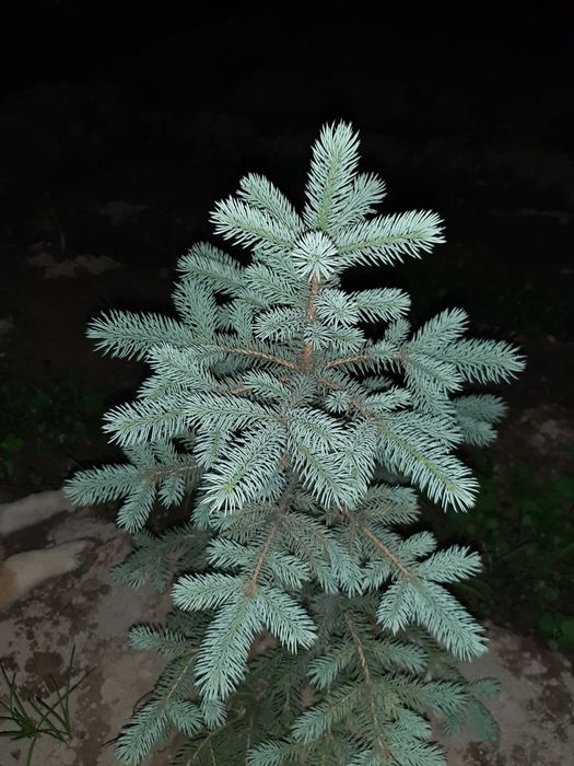 Гoлубая Ель сенсалари сотилади Селбериский нави Мовий оқ арча бўйи 10-