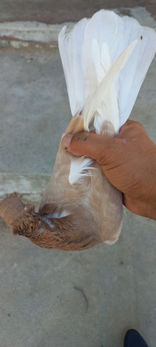 Белые голуби белые