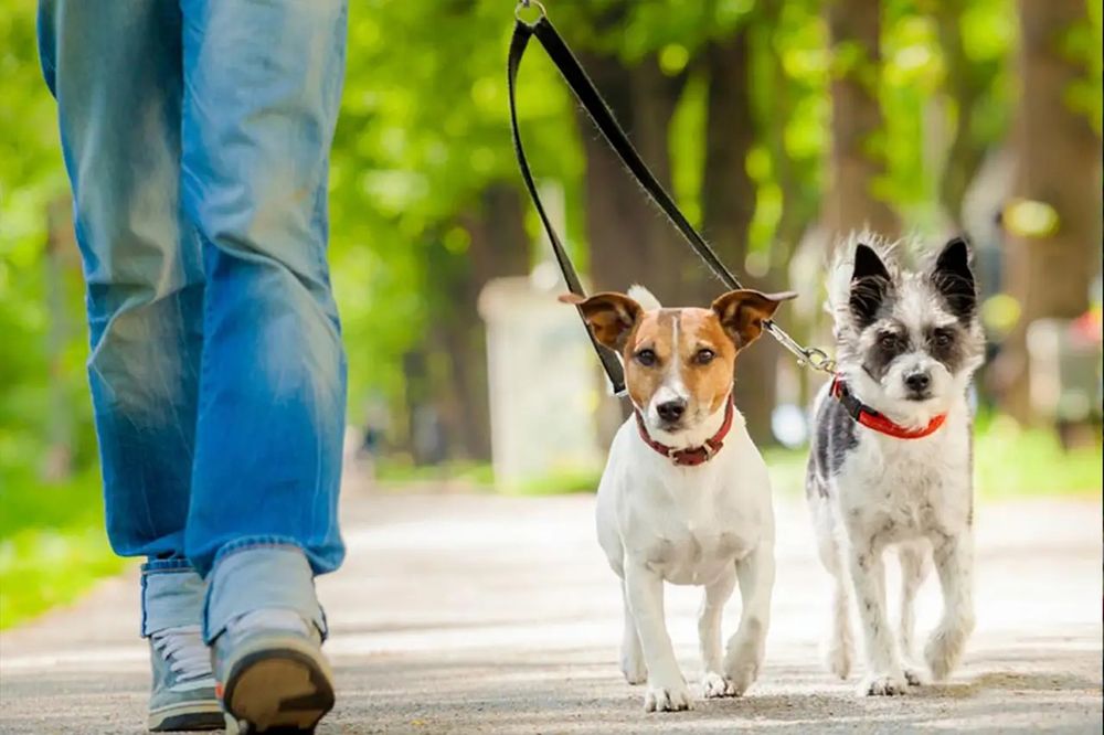 ВЫГУЛ СОБАК. Не успеваете погулять с животными? Я помогу