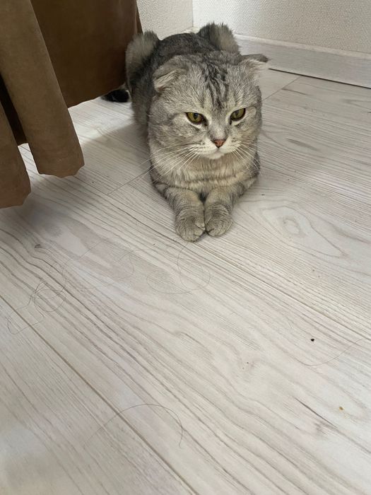 отдам кота бесплатно
