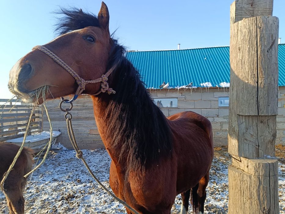 Айғыр сатамын Жібек Жолы