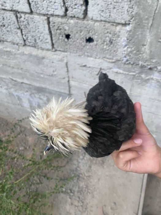 галанка жужалари сотувда 4 та галанка 1 та корашахзода хаммаси 3-4ойли