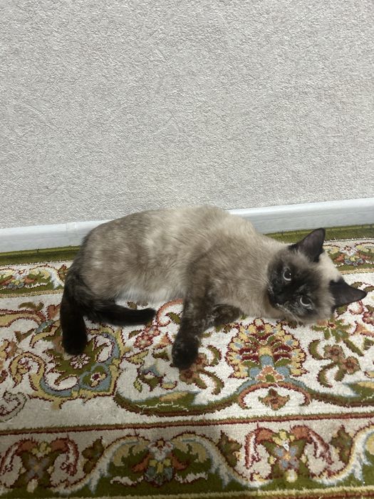 отдам кошку 6 мечяцев