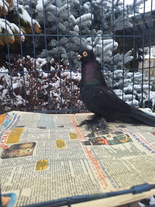 Продам самца жука молодого