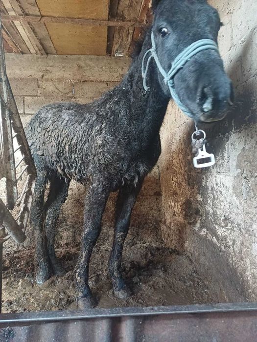 Продается Жеребец