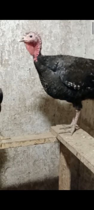 Индюк еки жаска толды