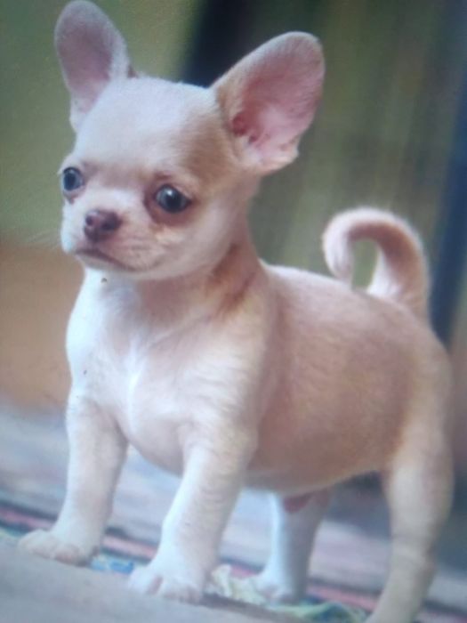 Catel Chihuahua din părinți cu pedigree