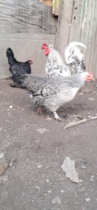 Vînd perechi găini pitice