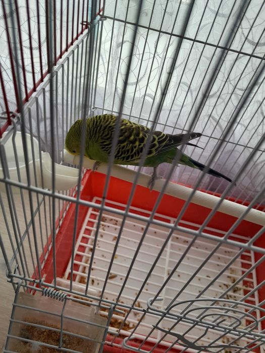 Продам попугаи волнистого.