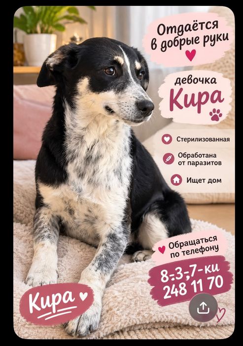 Отдам в добрые руки