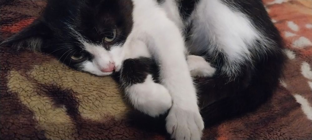 Кошка бесплатно милка