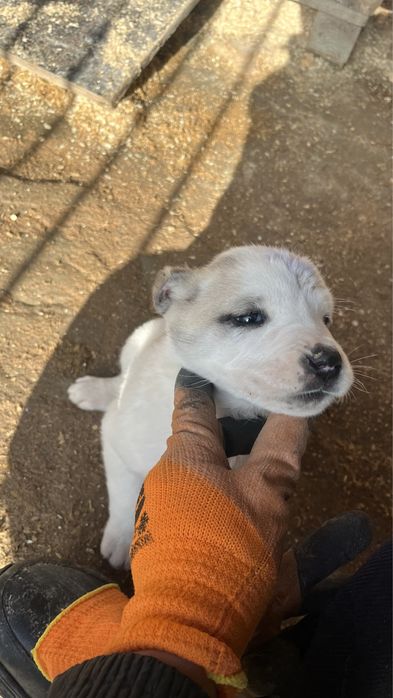 Алабай кушик 1ай