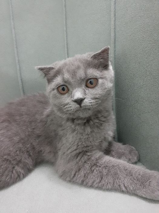 Хочу продать вислоухую кошечку!
