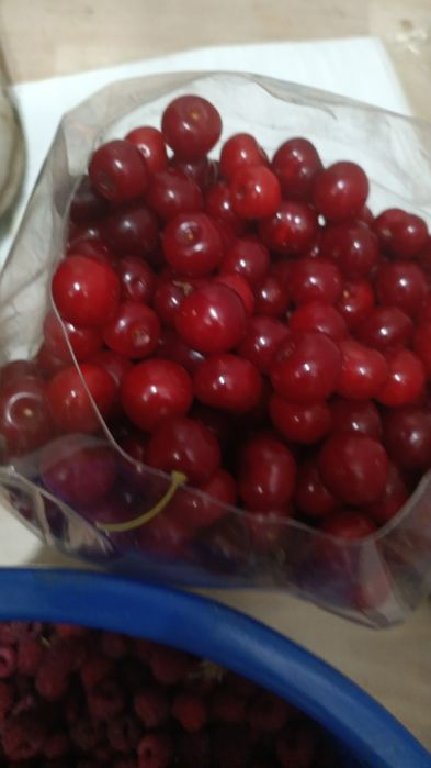 Продам вишню дачную