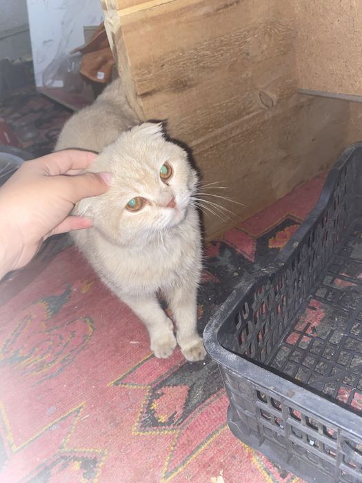 «Продаётся шотландская кошка.»