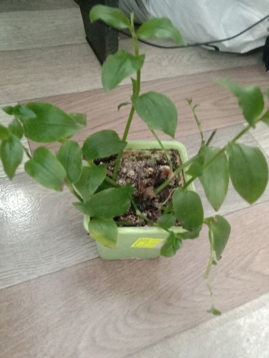 Комнатные цветы традесканция