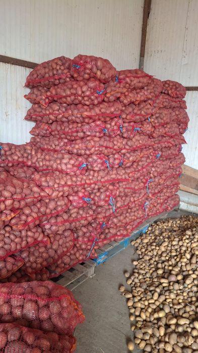 Cartofi de consum și de sămânță