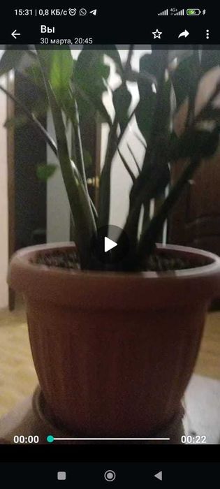 замиакулькас дол дерево