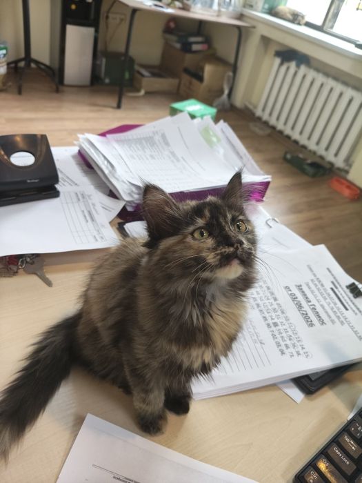 Отдам Котенка девочка