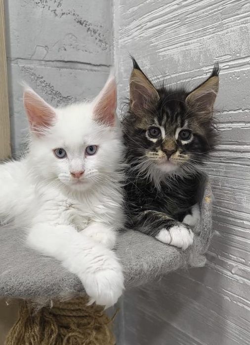 Котята породы Мейн Кун