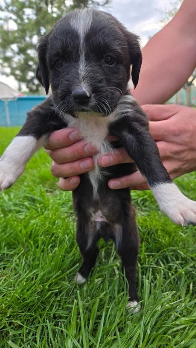 Подарявам кученца - пазачи за двор, размер на Кокер