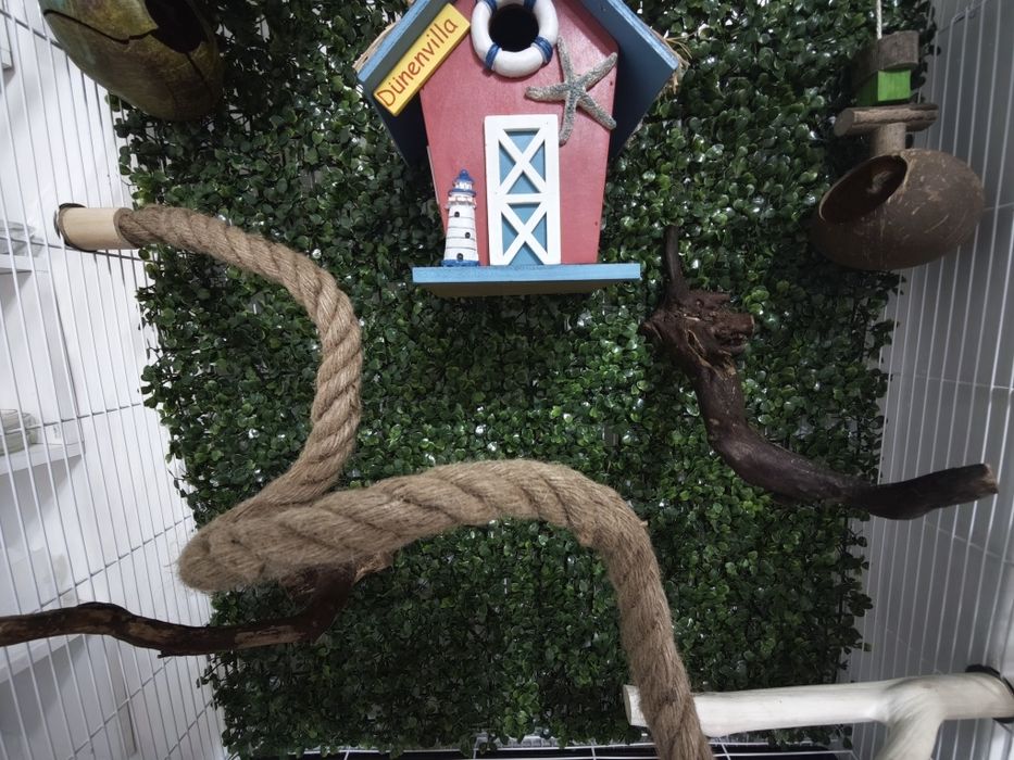 Сахарная сумчатая летяга